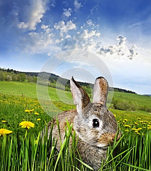 Spring rabbit