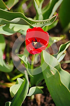 Spring, after rain beautiful red flower Bud Tulip on the background of green leaves in the flowerbed in the Russian countryside