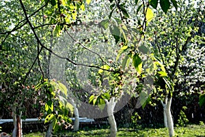 Spring rain in a garden