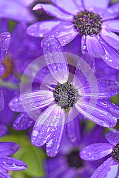 Primavera la lluvia 