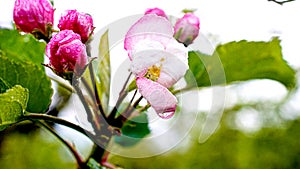 Spring Rain - Raindrops on pink and white blossoms of a flowering apple tree