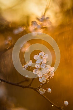 Primavera la lluvia sobre el atardecer floreciente un árbol 