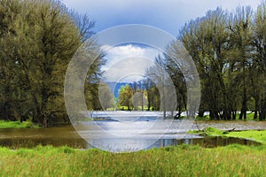 Spring rains flood the already saturated wetlands on Sauvie Isl photo