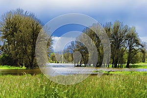 Spring rains flood the already saturated wetlands on Swauvie Isl photo