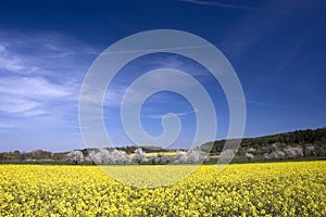 Spring rapeseed fields