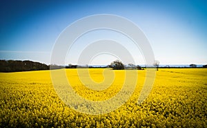 Spring Rapeseed fields in Sweden.