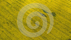 Spring rapseed field with tractor tracks and lines