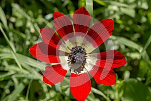 Spring, red anemone Anemone coronaria grows in a meadow close-up