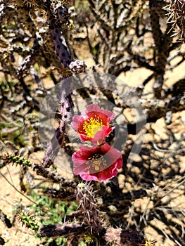 Spring Red Fushia Flowers Blossoms  Cactus  Cholla  Plants  Native Desert  Vegatation  Plants Nature Photography photo