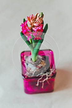 Spring red hyacinth flowers bulb in pink glass pot on natural beige white background, gardening hobby