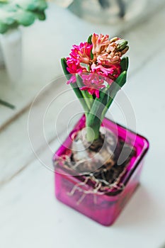 Spring red hyacinth flowers bulb in pink glass pot on rustic white wooden background, still life and gardening hobby