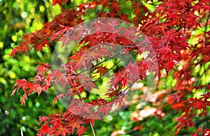 In spring, red maple leaves and green plants.