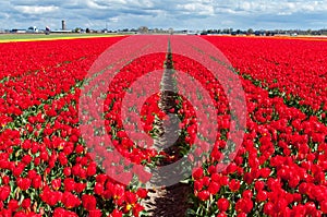 Spring red tulip field