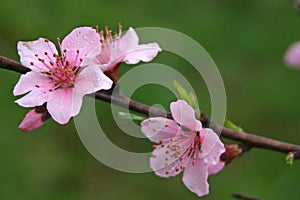 Frühling blumen 