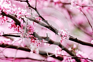 Spring redbud blossoms