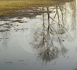 Spring reflection. Tree reflecion in water.