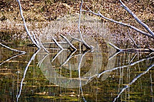 Spring Reflections in a woodland Marsh