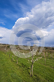 Spring in the Rheingau