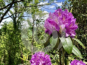 Spring Rhododendrons