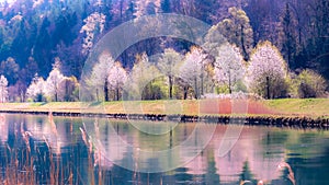 Spring River Blossom Reflections Pano