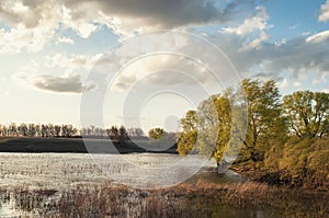 Spring river trees at river shore in spring landscape.