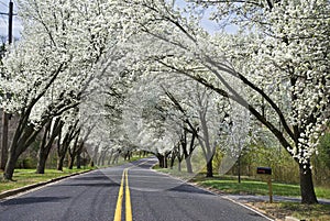 Spring Road