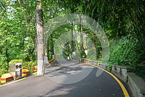 spring road in forest photo