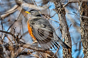 A spring robin cleaning and preening in the scrub oaks spreading its wings