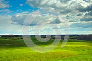 Spring Rolling Green Hills With Fields Of Wheat.