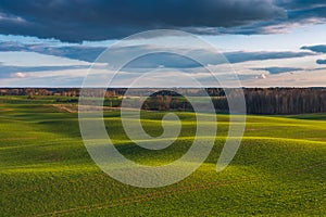 Spring Rolling Green Hills With Fields Of Wheat.