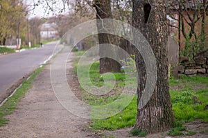 Spring rural landscape. Asphalt pavement and road with green grass and trees around