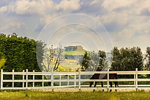 Spring rural landscape: farm with horse, Gravina di Puglia. Italy (Apulia)