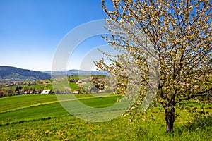 Spring rural landscape with flowering fruit trees on a sunny day