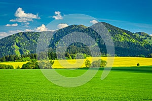 Spring rural landscape with grassy green meadows and rapeseed fi