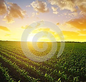 Spring rural landscape with green corn field.