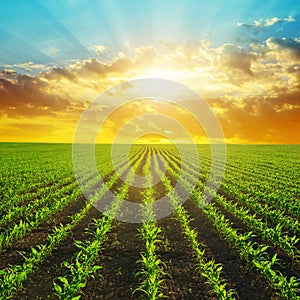 Spring rural landscape with green corn field.