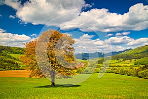 Spring rural landscape with a lonely tree on a grassy meadow