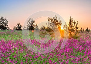 Spring rural landscape with purple flowers on a flowering meadow