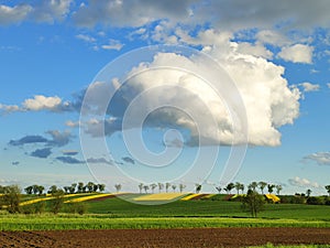 Spring rural landscape of rapeseed fields in Poland