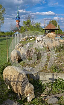 Spring rural landscape with sheep and traditional maramures neo-gothic church in Sapanta village, Romania