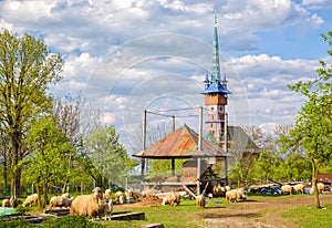 Spring rural landscape with traditional maramures neo-gothic church in Sapanta village, Romania