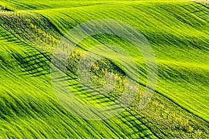 Spring rural nature landscape with young trees on green wavy rolling hills. South Moravia, Czech Republic