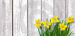 Spring Rustic background with Yellow daffodils flowers