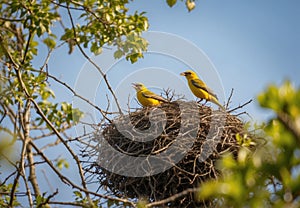 Spring\'s Arrival: Pair of Yellow Birds and Their Nest