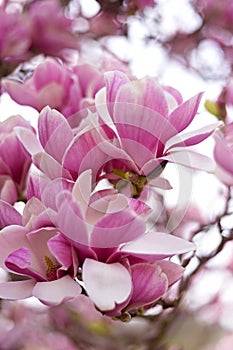 Spring\'s Blushing Elegance: Magnificent Magnolia Delight photo