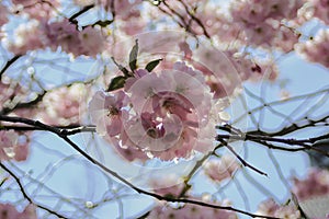 Spring\'s Delicate Dance. A cluster of cherry blossoms