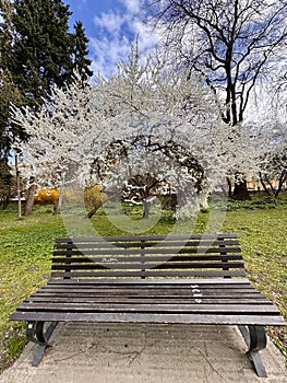 Spring's Embrace in Krakow — Why Not Have a Seat?