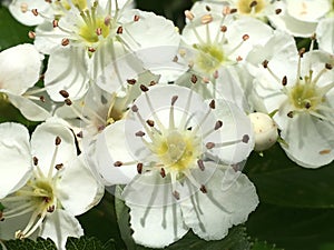 Spring& x27;s Staccato in White Flowers