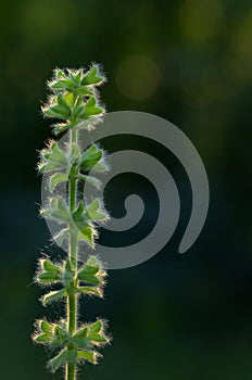 Spring Of Sage Salvia Pratensis in Forest