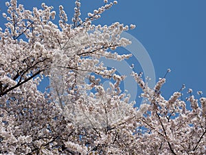 Spring Sakura